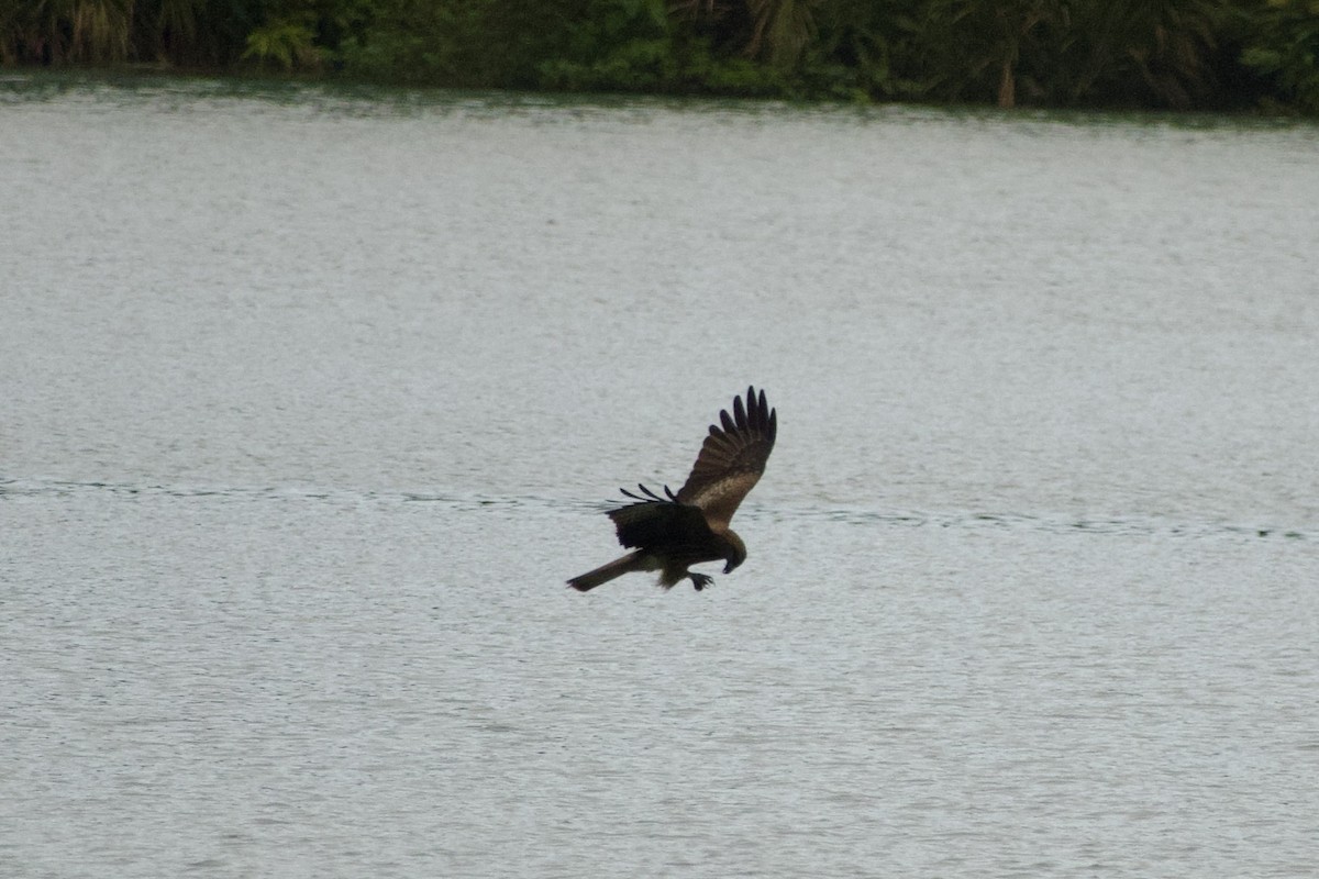 Black Kite - ML645878900