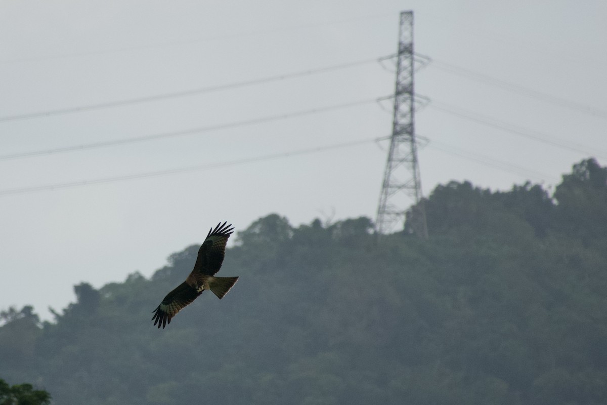 Black Kite - ML645878901