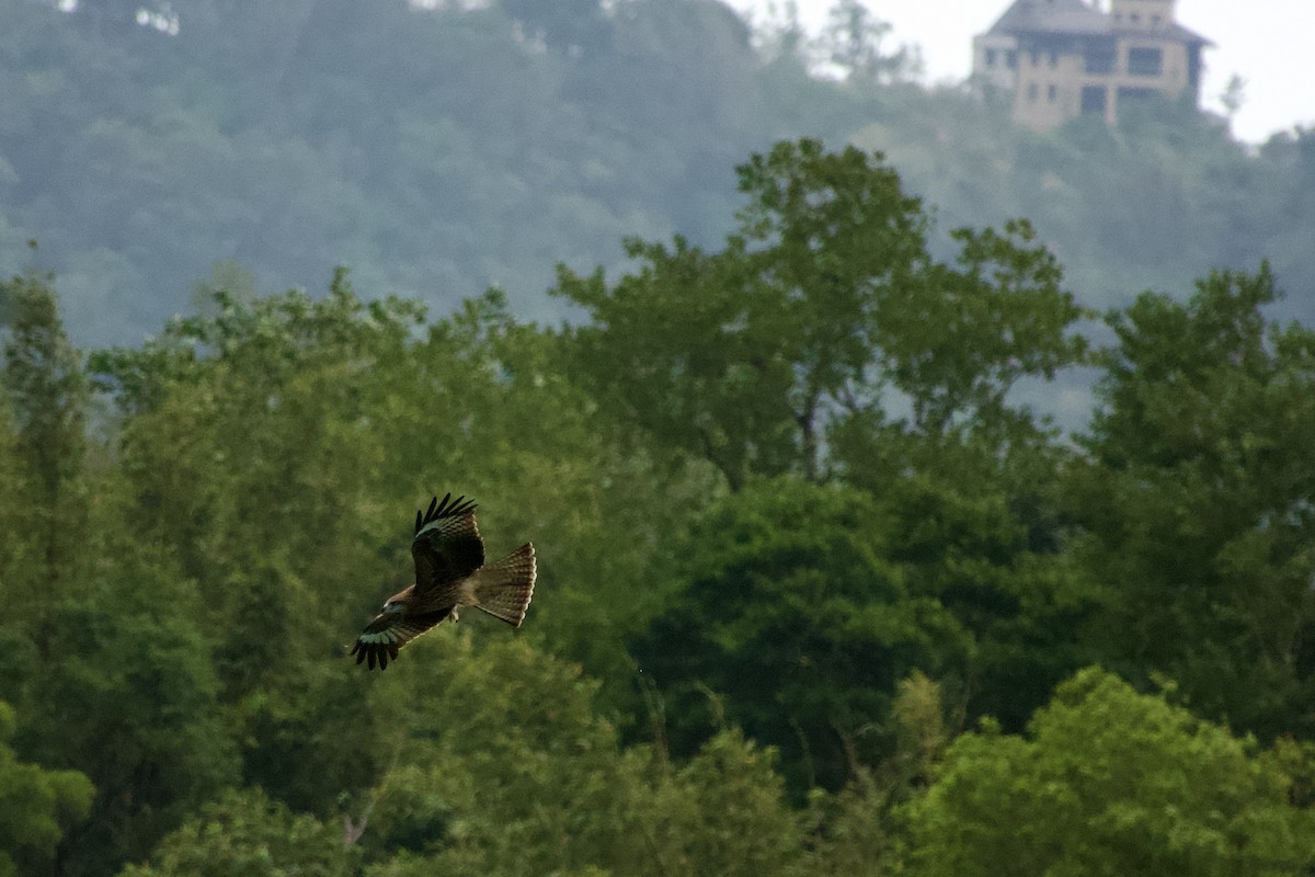 Black Kite - ML645878902