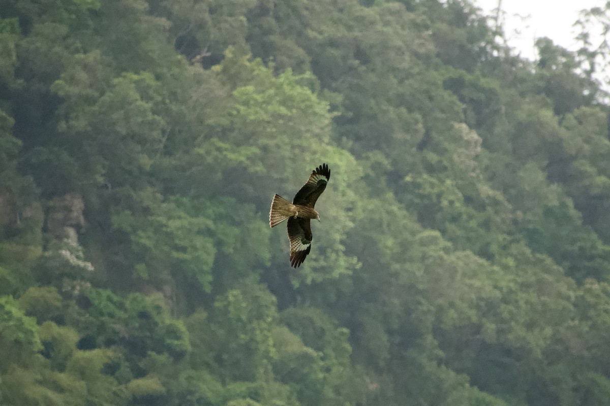 Black Kite - ML645878903