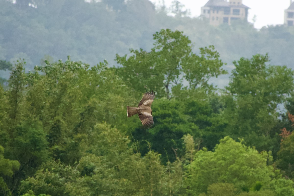 Black Kite - ML645878904