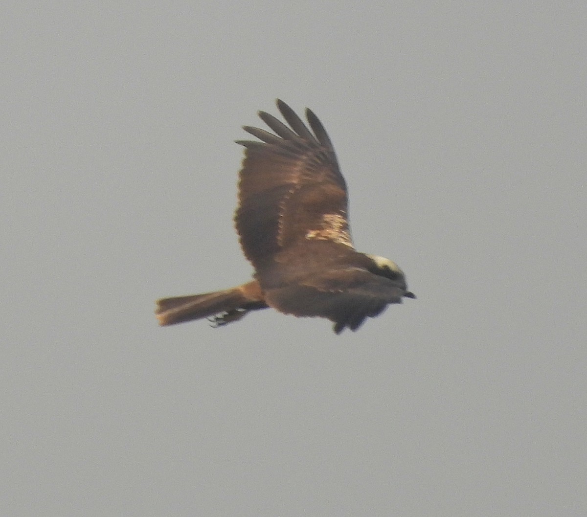 Болотный лунь - ML645878905