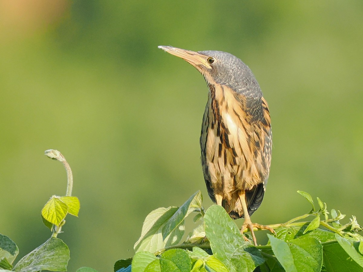 Kurşuni Küçük Balaban - ML645878906