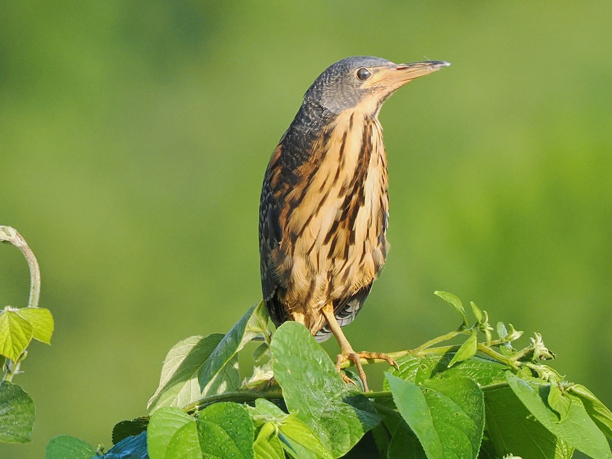 Kurşuni Küçük Balaban - ML645878907