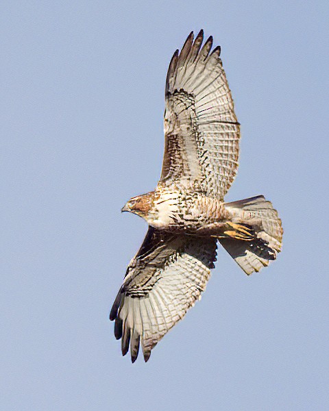 káně rudochvostá - ML645878908