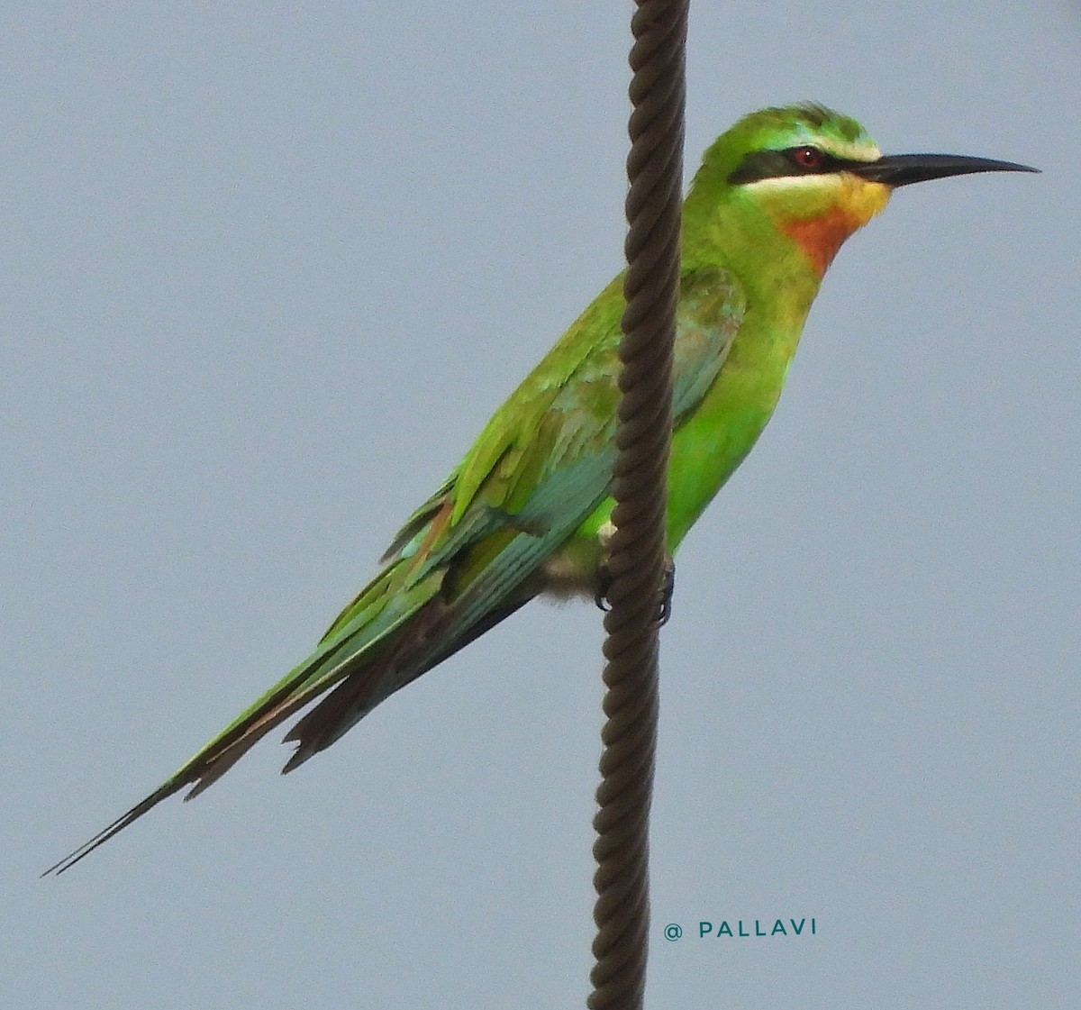 Зелёная щурка - ML645878909