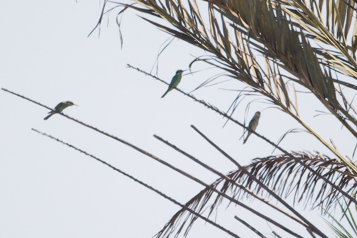 שרקרק ירוק - ML645878912