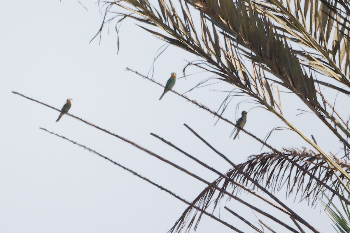 שרקרק ירוק - ML645878914