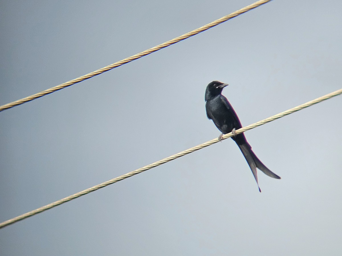 Black Drongo - ML645878915