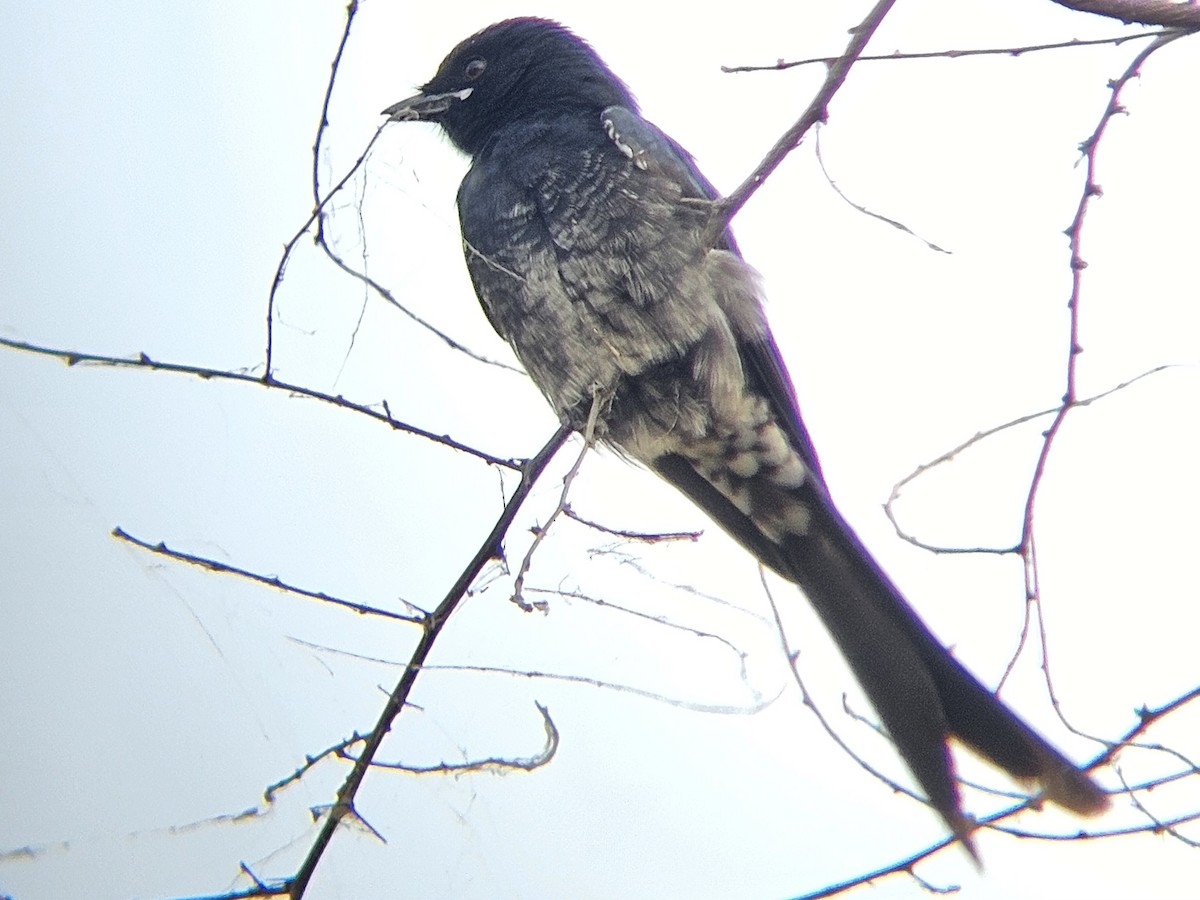 Black Drongo - ML645878919