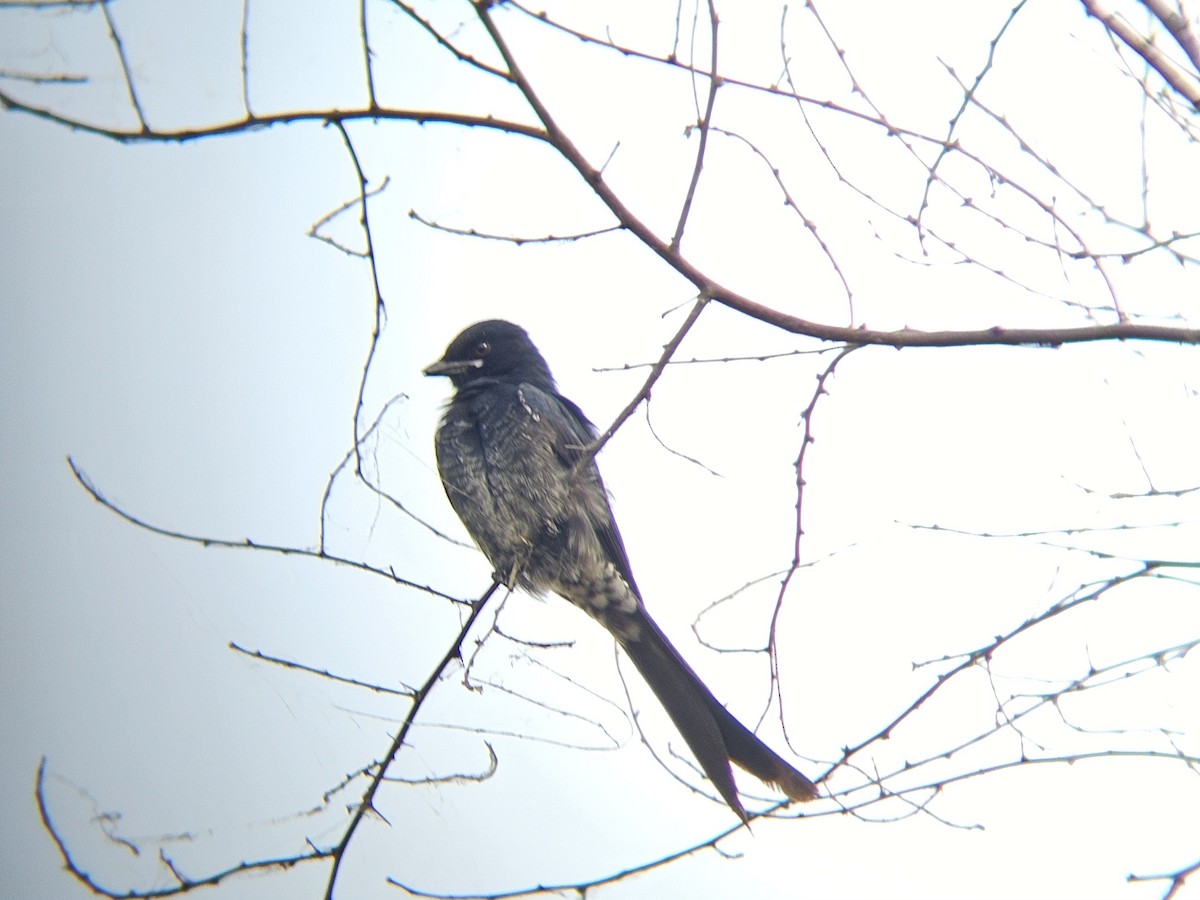 Black Drongo - ML645878920