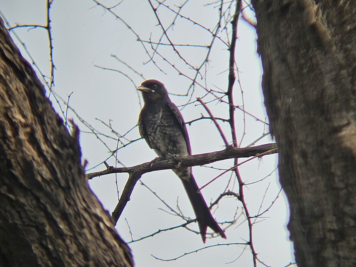 Black Drongo - ML645878921