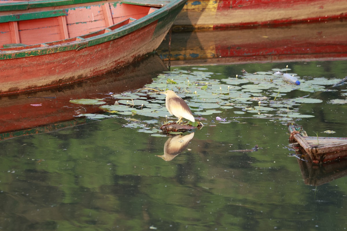 Indian Pond-Heron - ML645878923