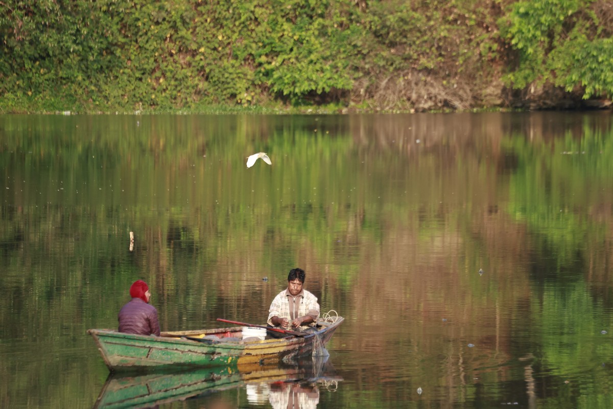 黃頭鷺 - ML645878941