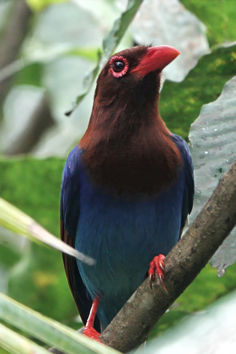 Sri Lanka Blue-Magpie - ML645878943