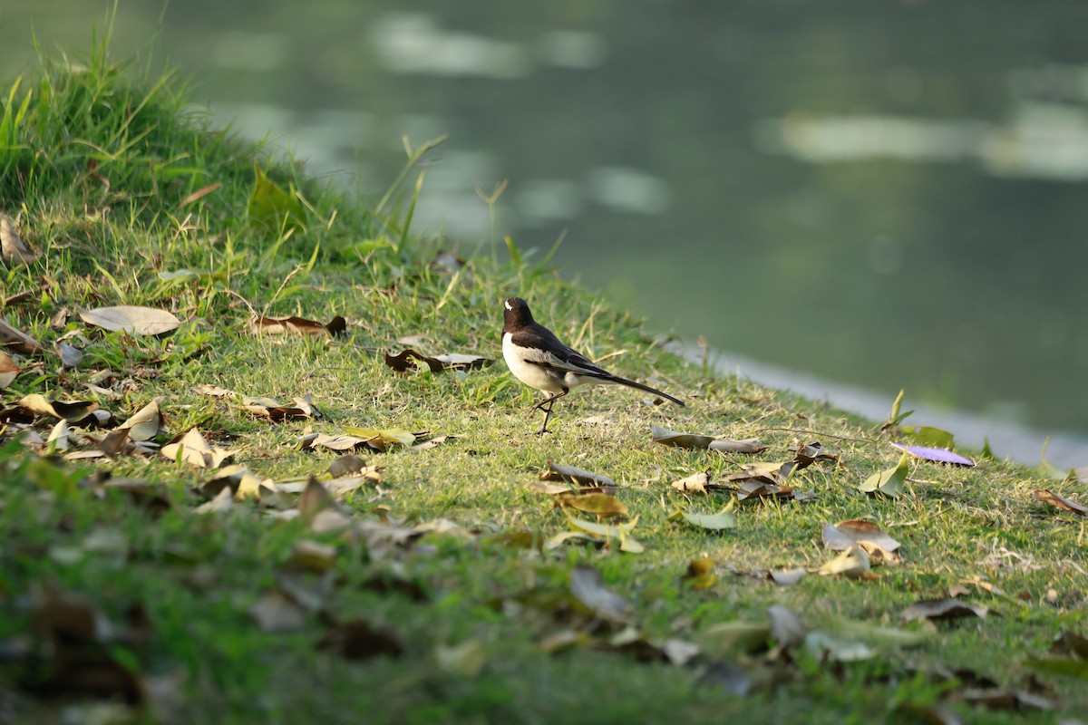 Bergeronnette indienne - ML645878949