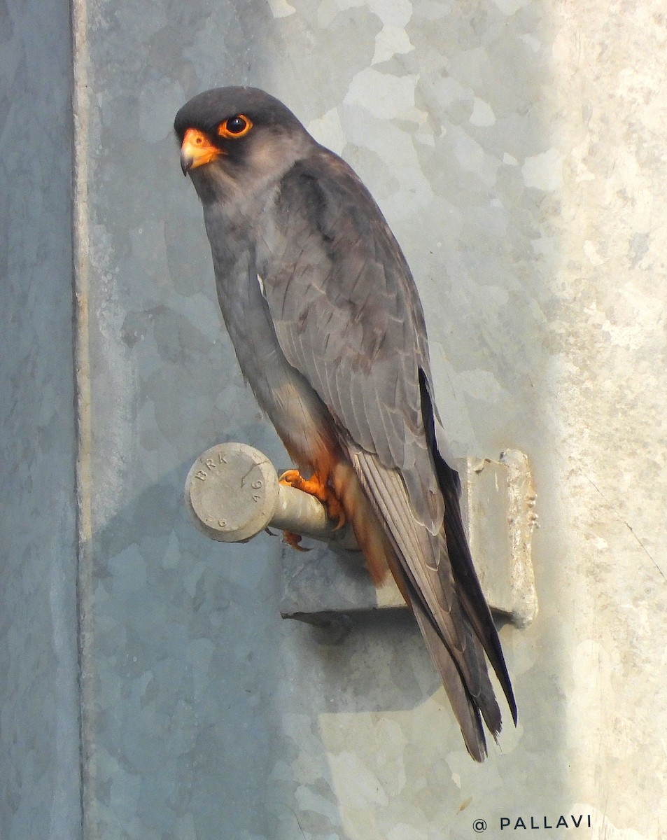 Амурский кобчик - ML645878955