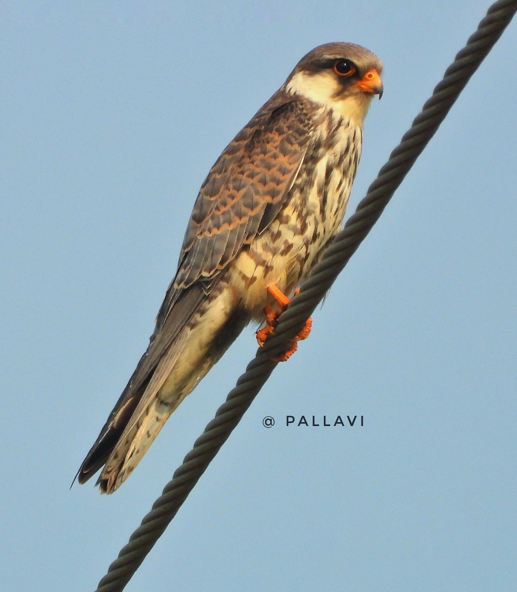 Амурский кобчик - ML645878964