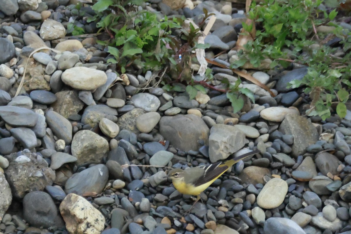 灰鶺鴒 - ML645878968