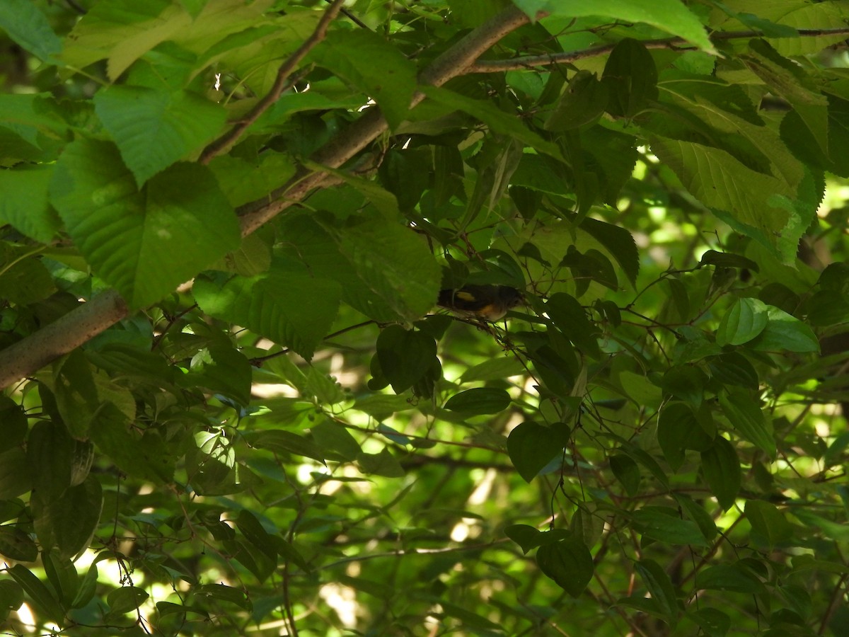 Горихвостковая древесница - ML645878969