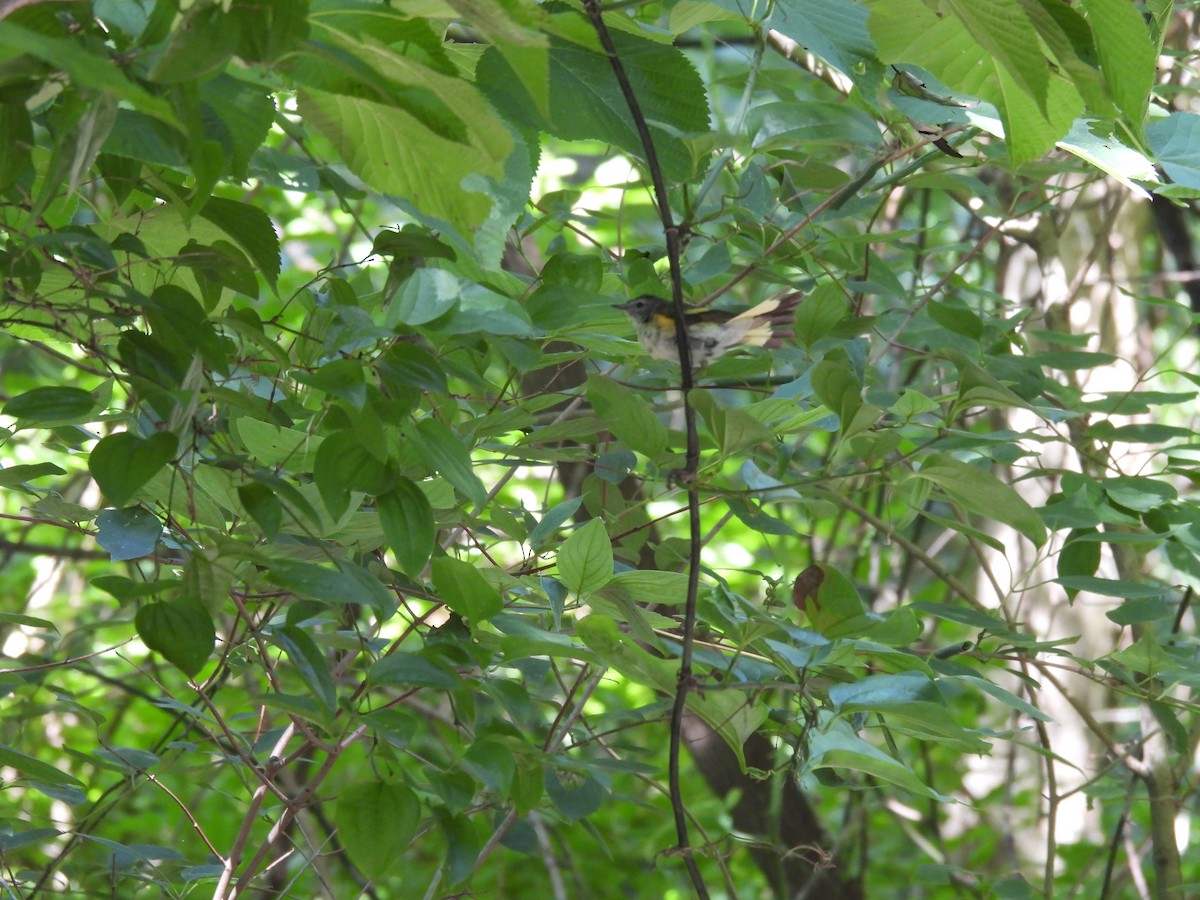 Горихвостковая древесница - ML645878970