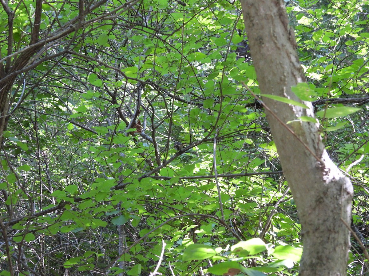 Горихвостковая древесница - ML645878971