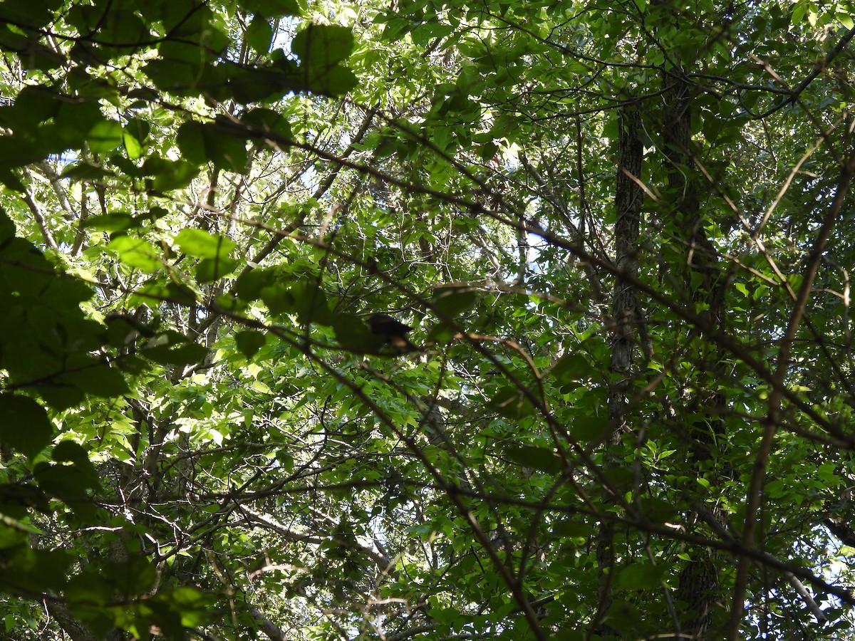 Горихвостковая древесница - ML645878972