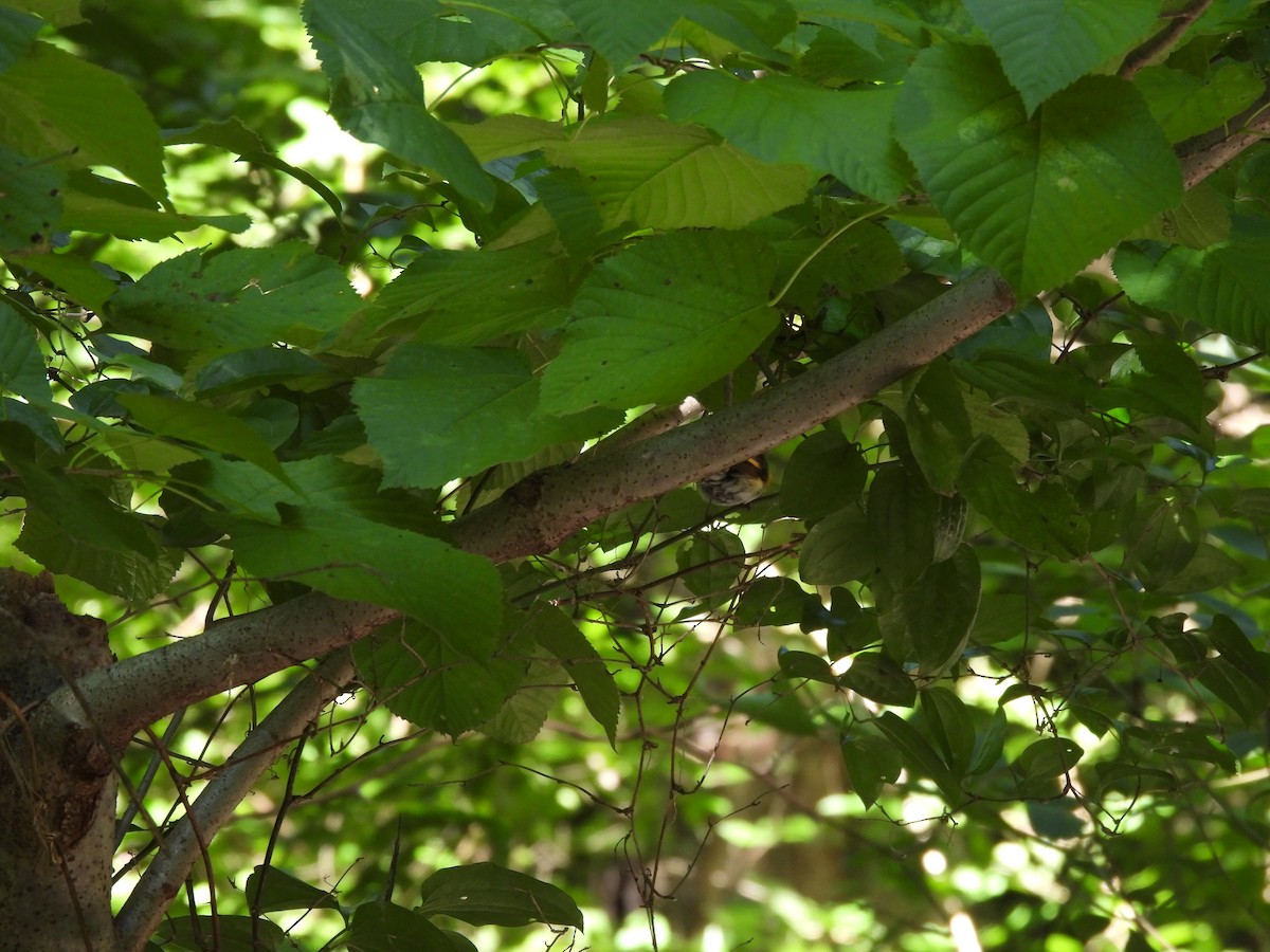 Горихвостковая древесница - ML645878973