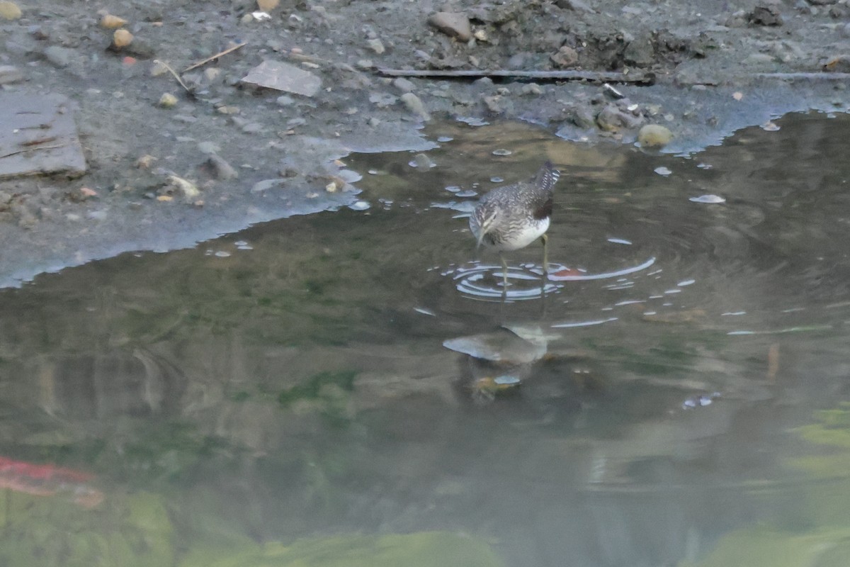 白腰草鷸 - ML645878974