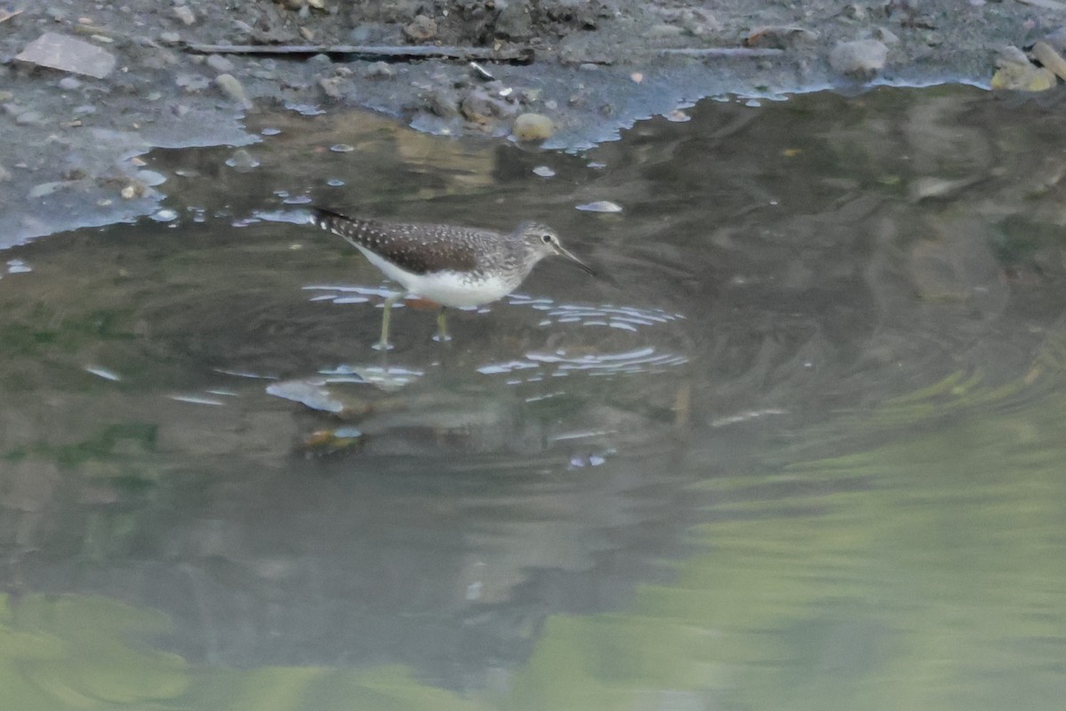 白腰草鷸 - ML645878975