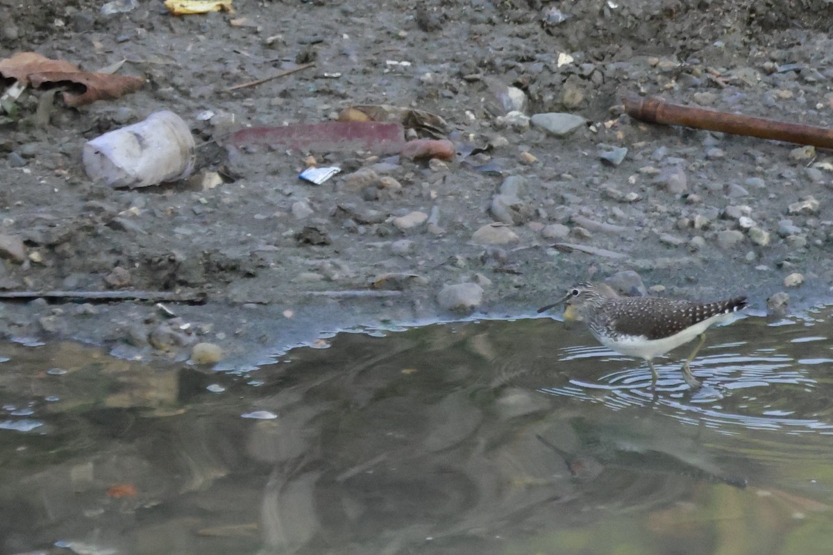 白腰草鷸 - ML645878977