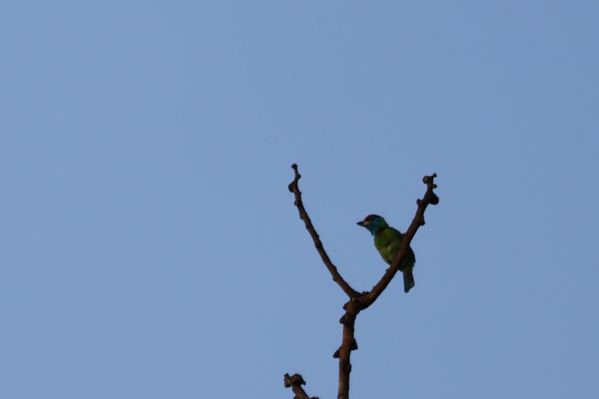 Blue-throated Barbet - ML645878984