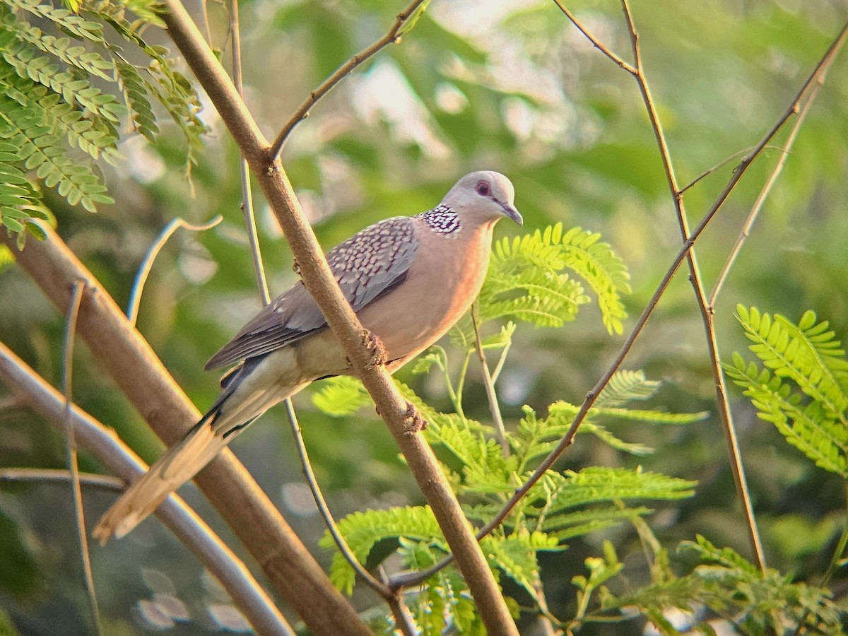 珠頸斑鳩 - ML645878988