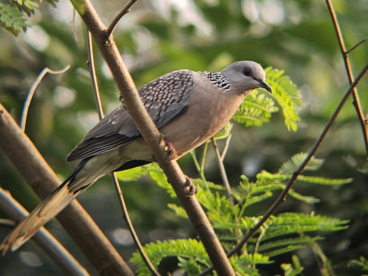 珠頸斑鳩 - ML645878989