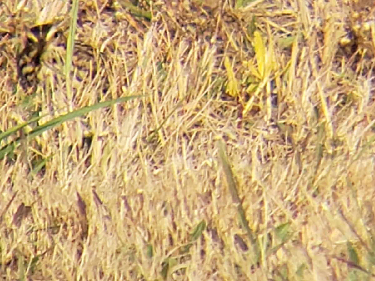 稀樹草鵐 - ML645878990