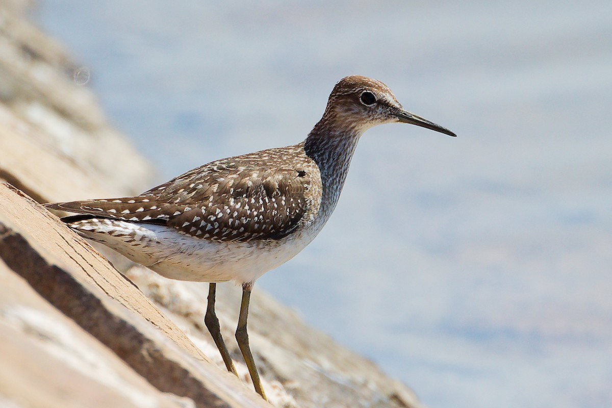 鷹斑鷸 - ML645878992