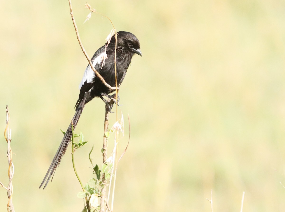 Magpie Shrike - ML645878993