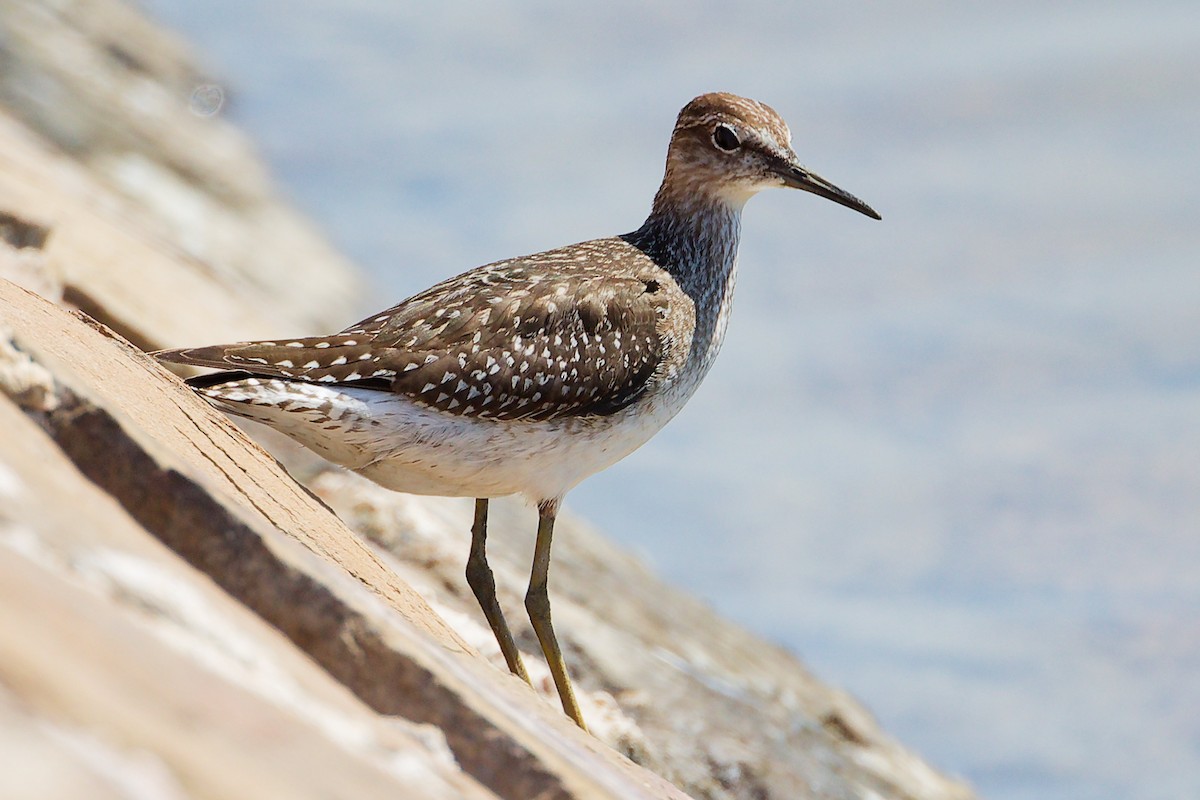 鷹斑鷸 - ML645878994