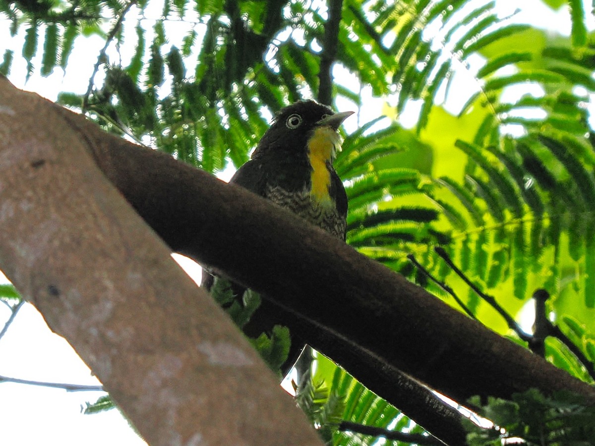 Yellow-throated Cuckoo - ML645878995