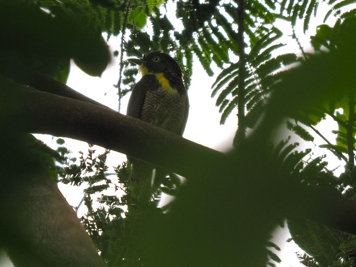 Yellow-throated Cuckoo - ML645878996