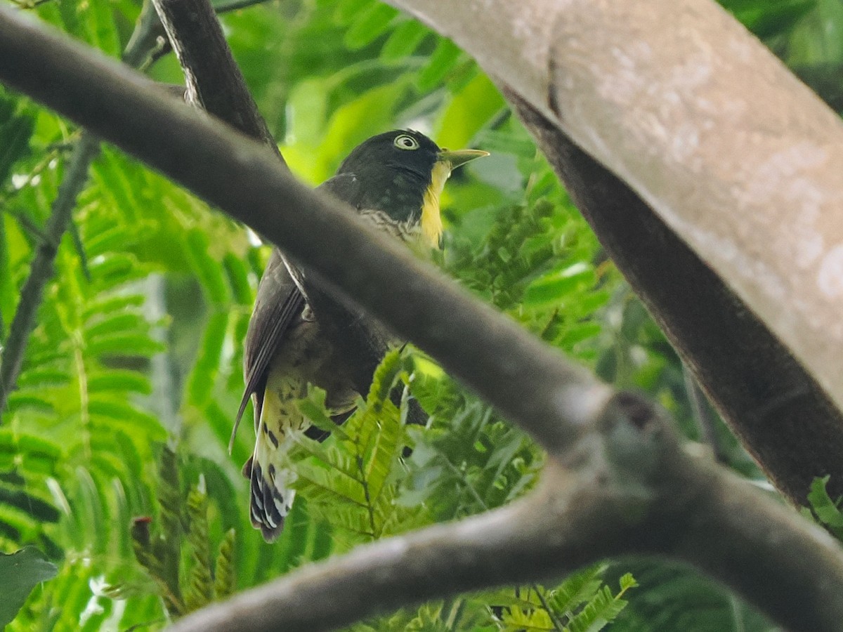 Yellow-throated Cuckoo - ML645878997