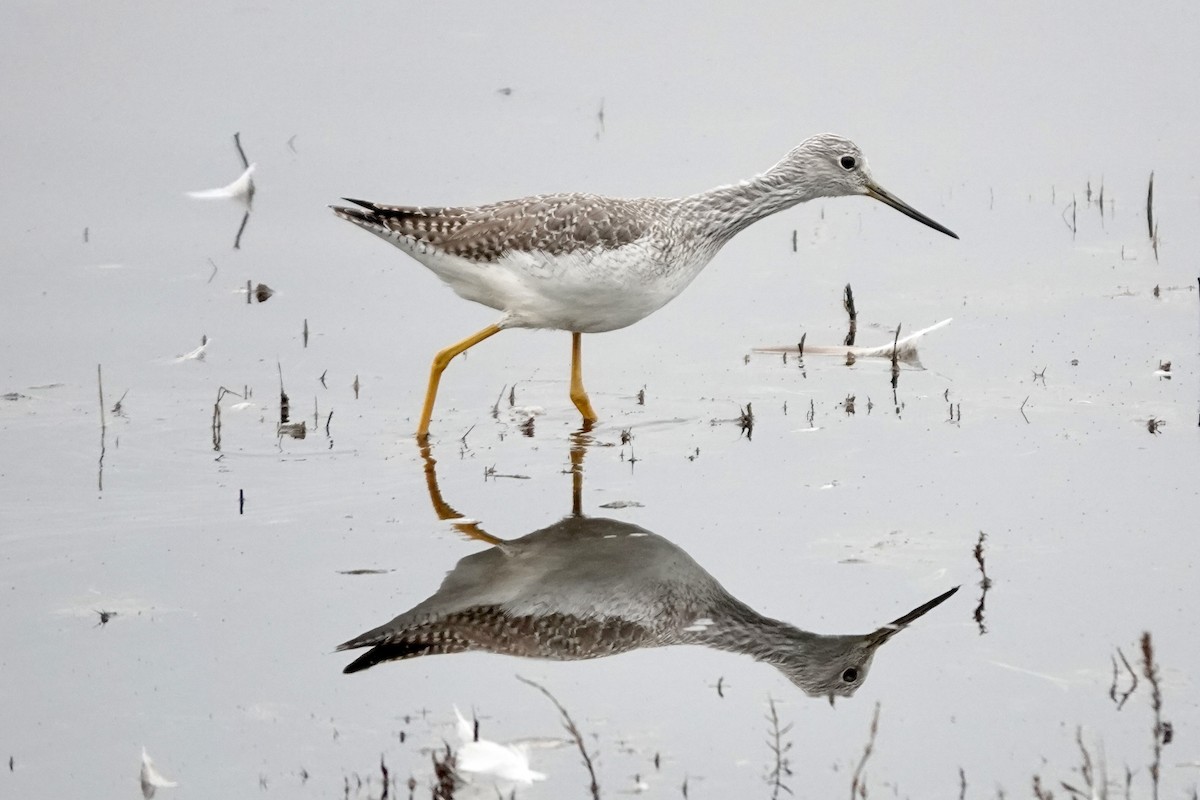 Greater Yellowlegs - ML645878998
