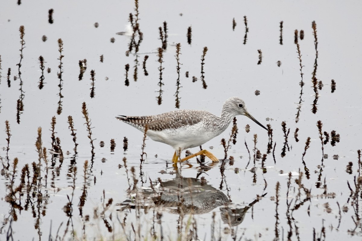 Greater Yellowlegs - ML645878999