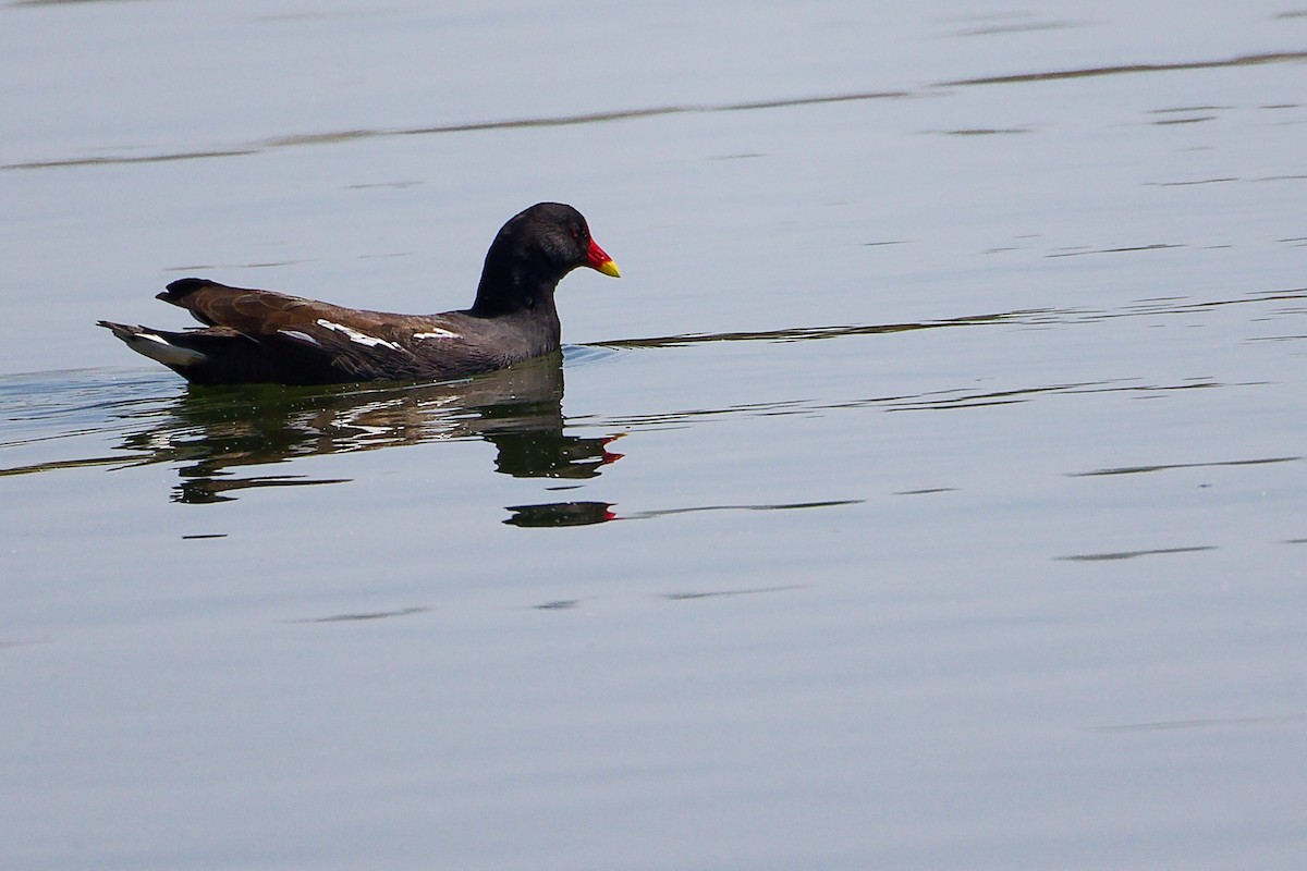 紅冠水雞 - ML645879000