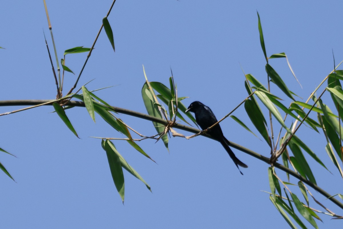 Black Drongo - ML645879001