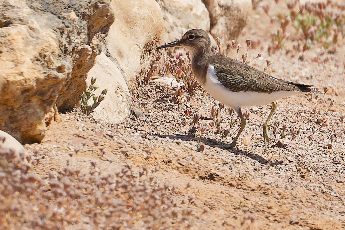 磯鷸 - ML645879002