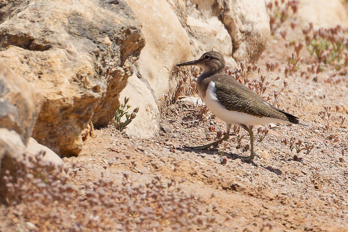 磯鷸 - ML645879003