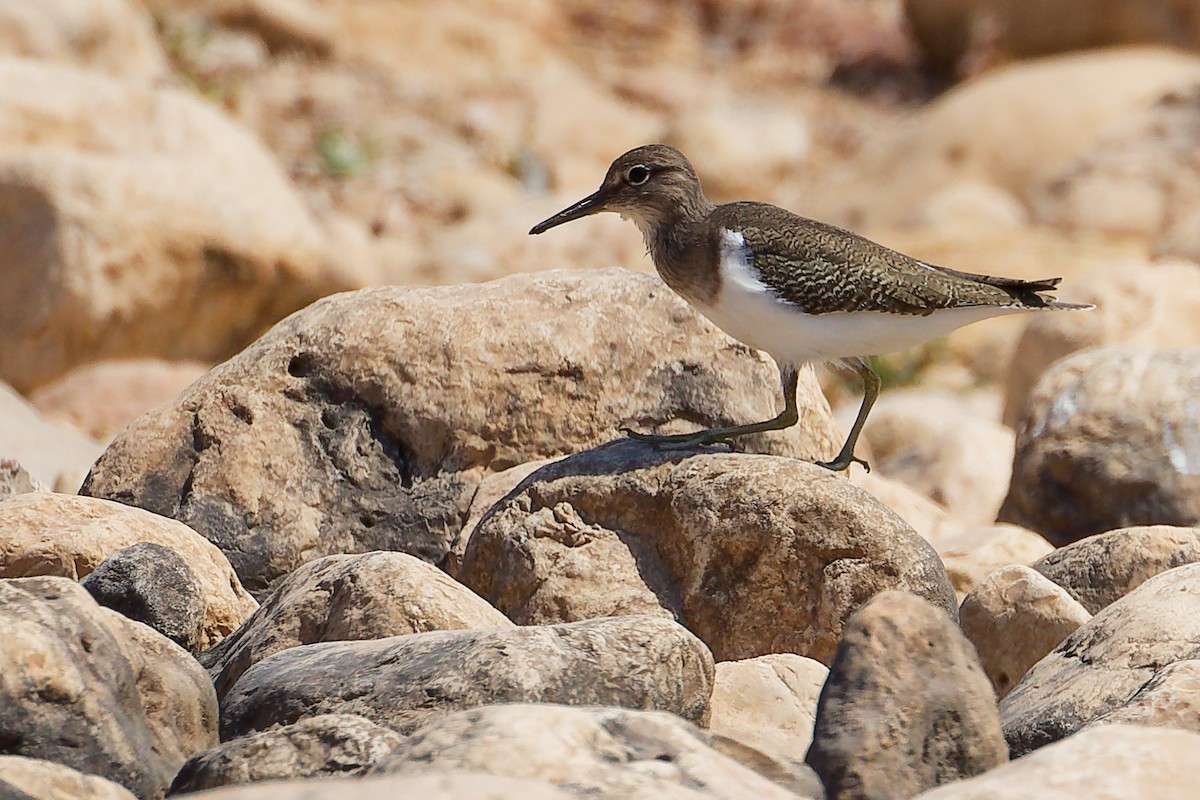 磯鷸 - ML645879004