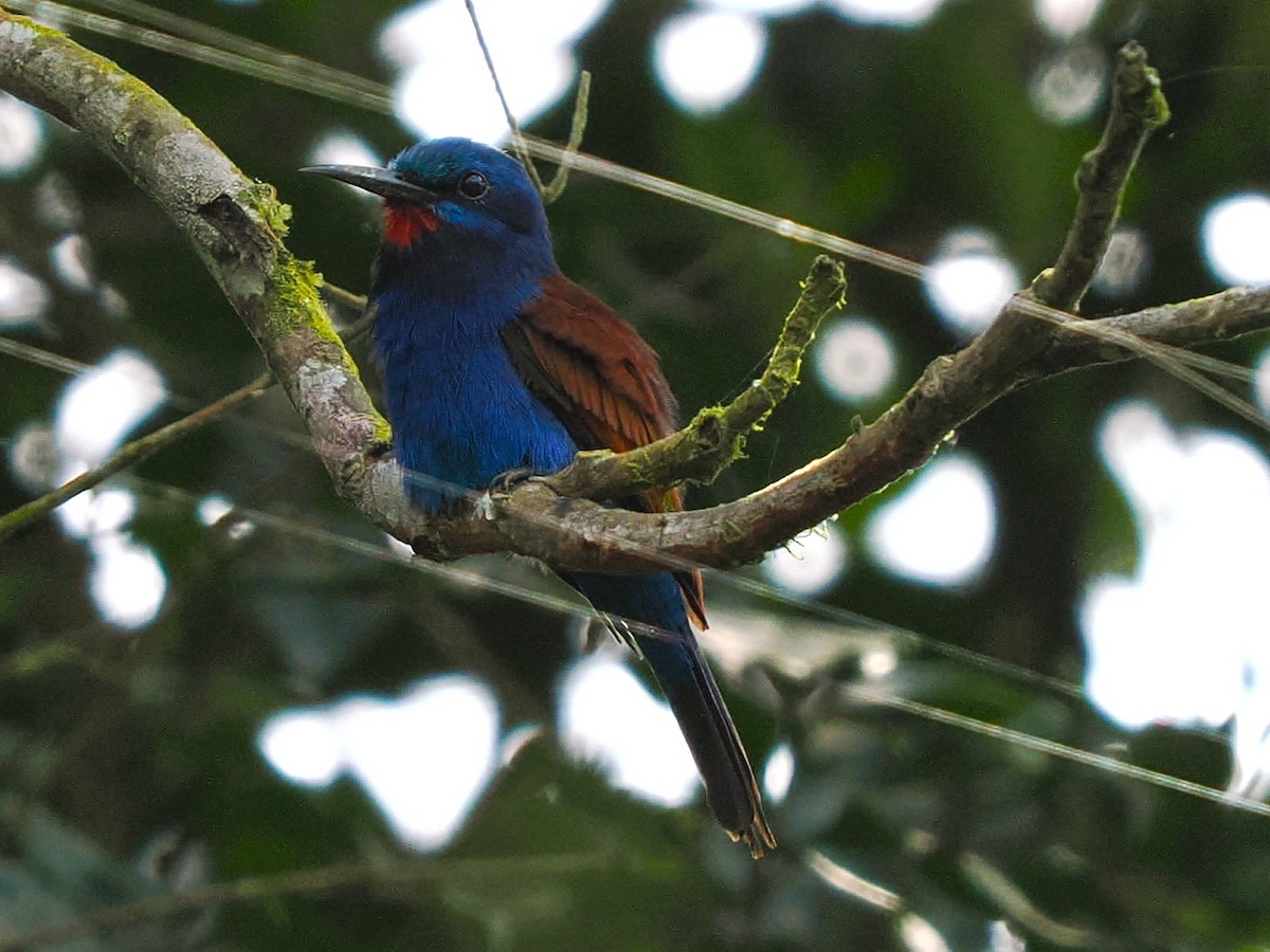Blue-moustached Bee-eater - ML645879005