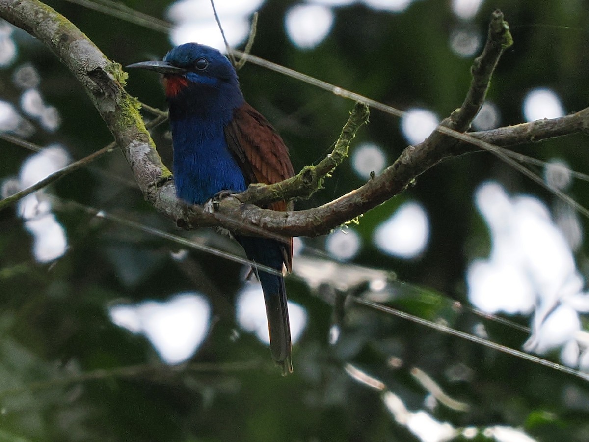 Blue-moustached Bee-eater - ML645879006